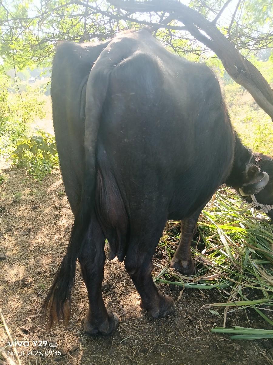 ભેંસ વેચવાની છે ચોથું વેતર ગાભણ છે