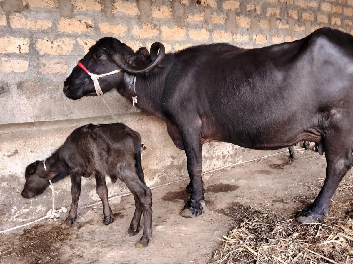 થંબનેલ 2