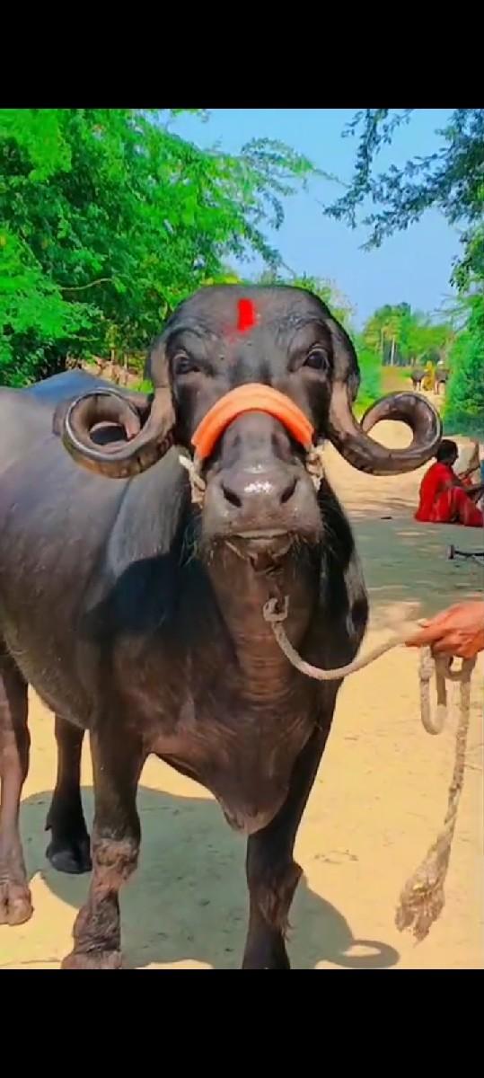 ખડેલી વેચવાની છે