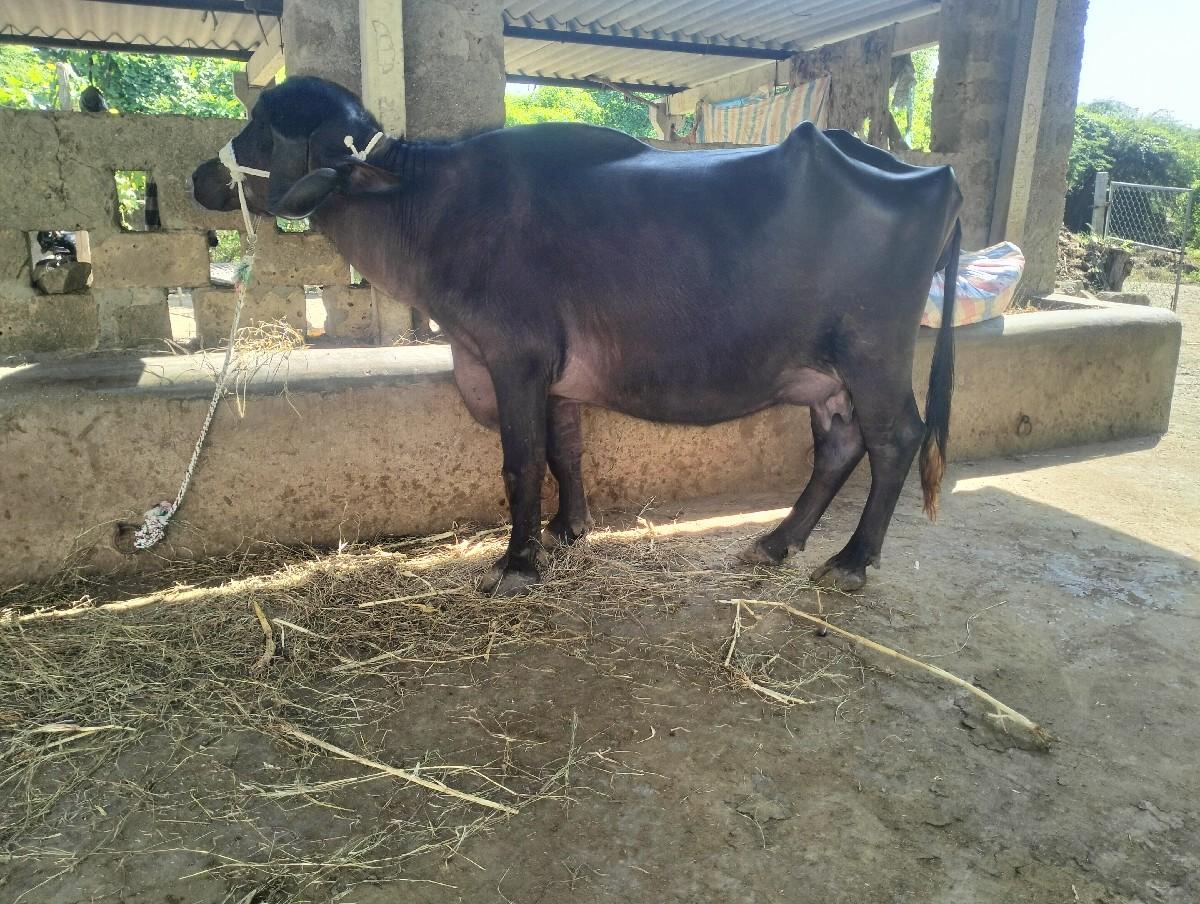 ખડેલી વેસવાની સે