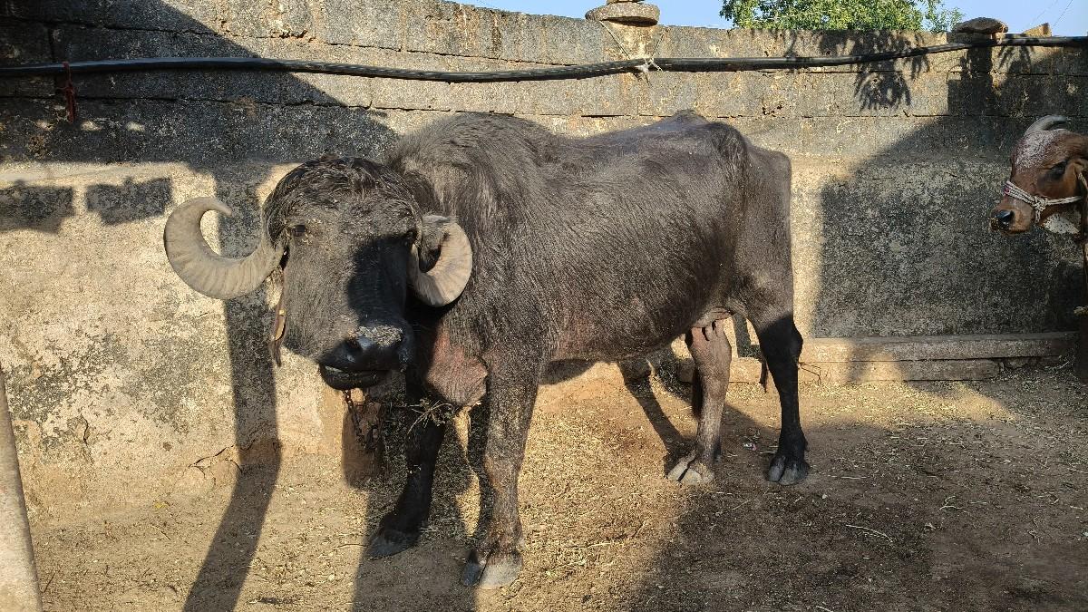 થંબનેલ 3