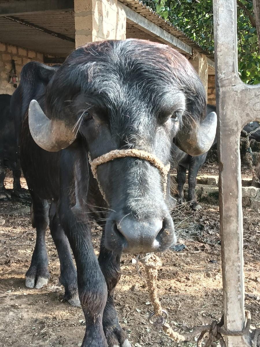 આ પાડો વેચવાનો નો છે