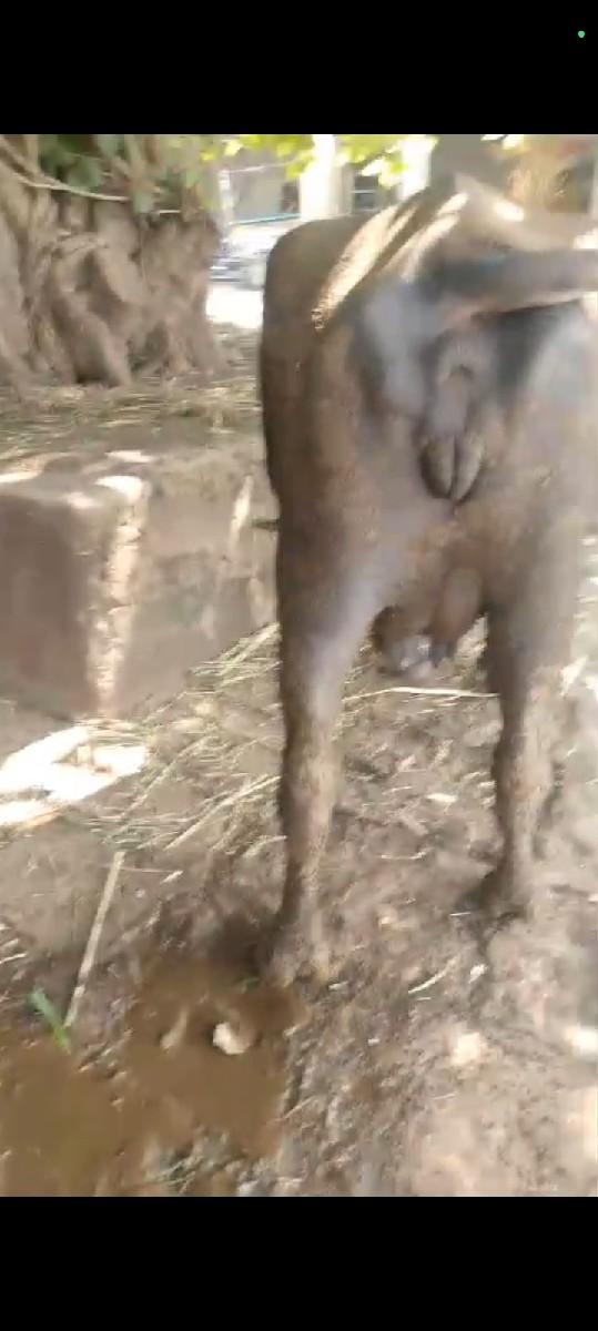 થંબનેલ 3