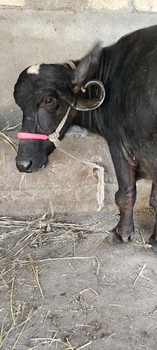 થંબનેલ 3