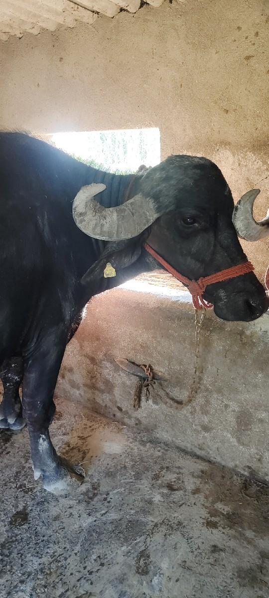 થંબનેલ 3