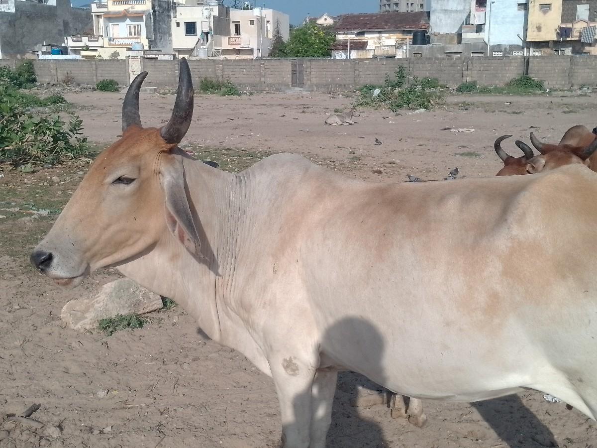 હોડકી વેચવાની છે.