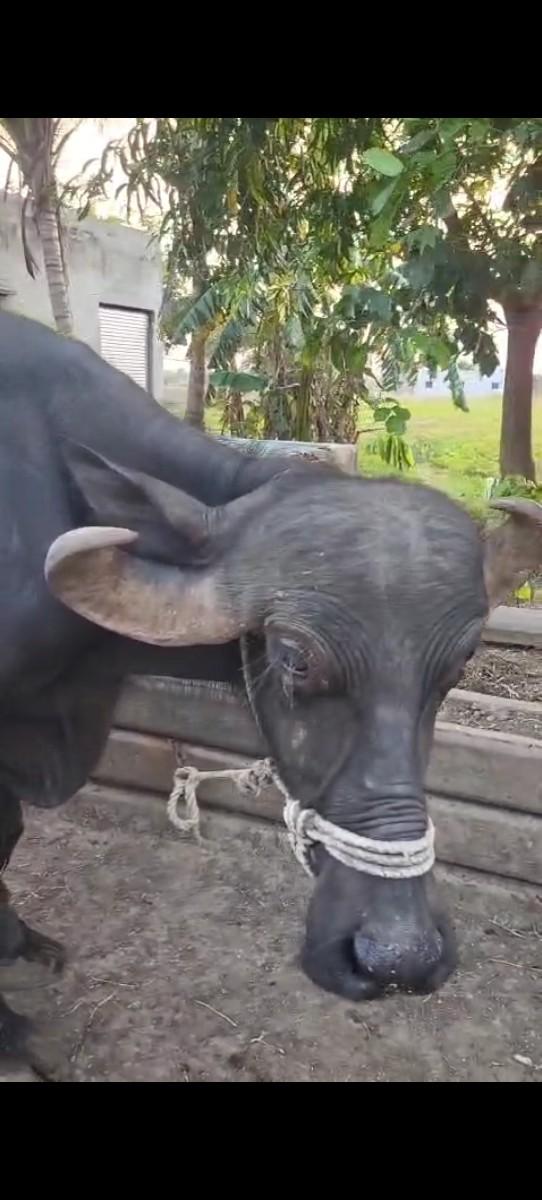 થંબનેલ 3