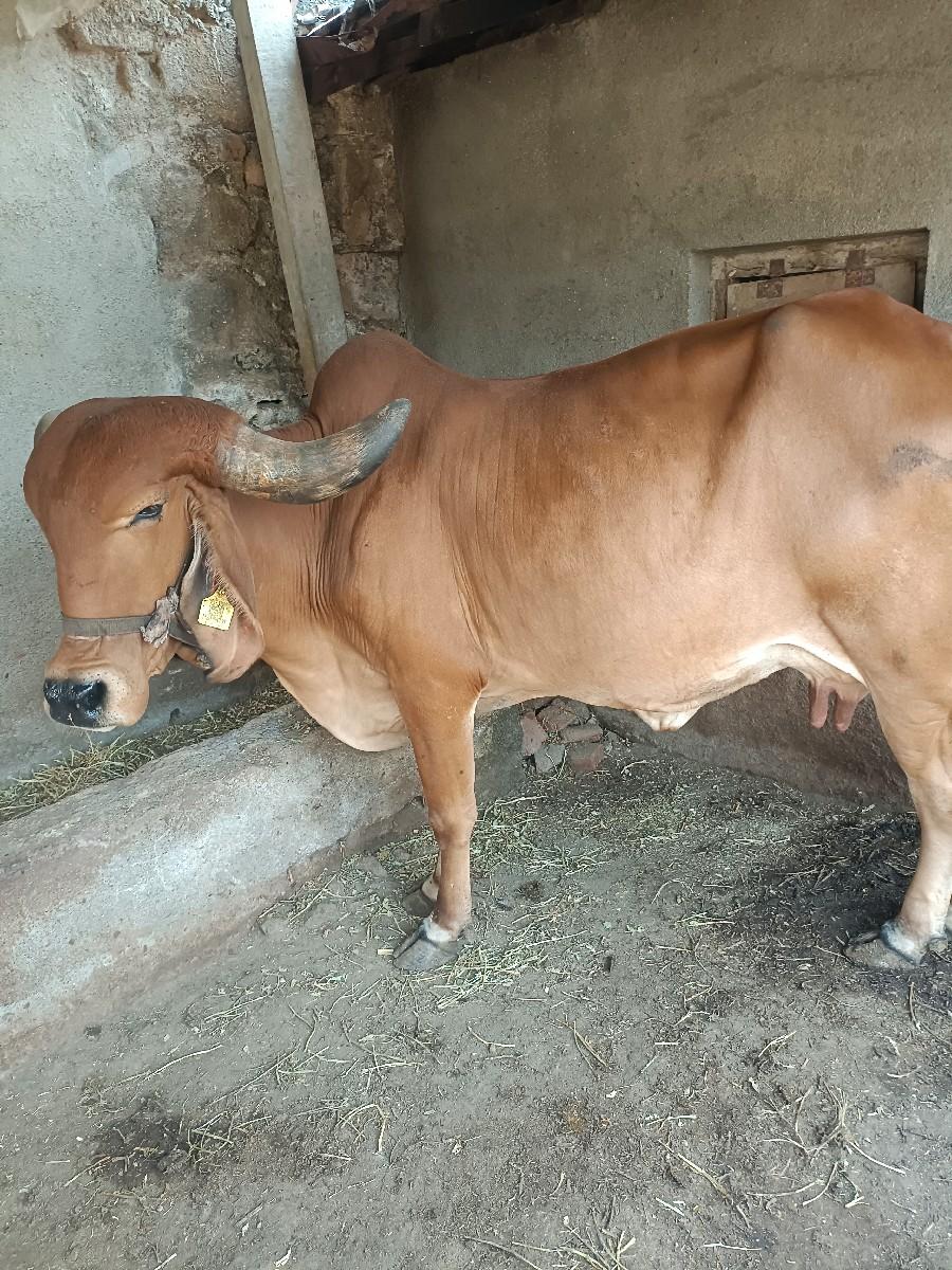 ગાય વેચવાની છે