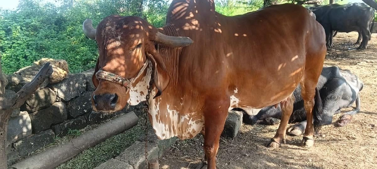 ગીર ગાય વેચવાની છે