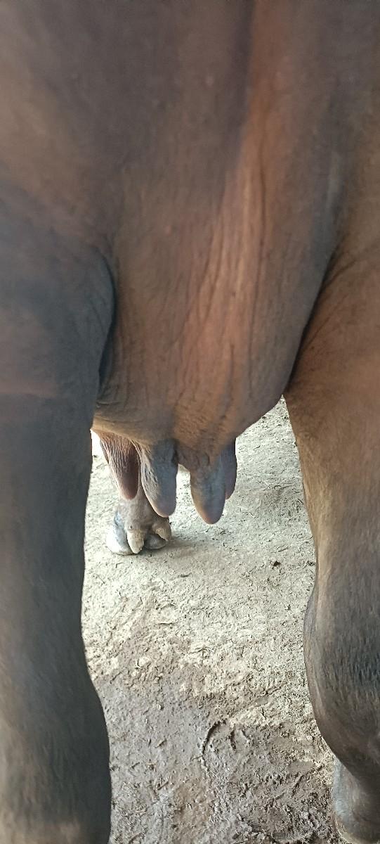 ભેંશ વેચવાની છે