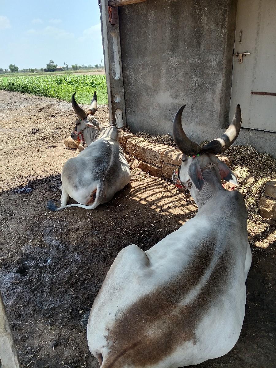 થંબનેલ 3