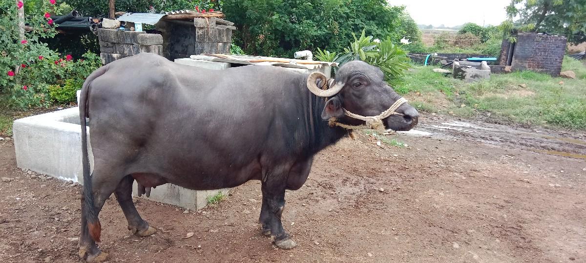 ભેંશ વેચવાની છે