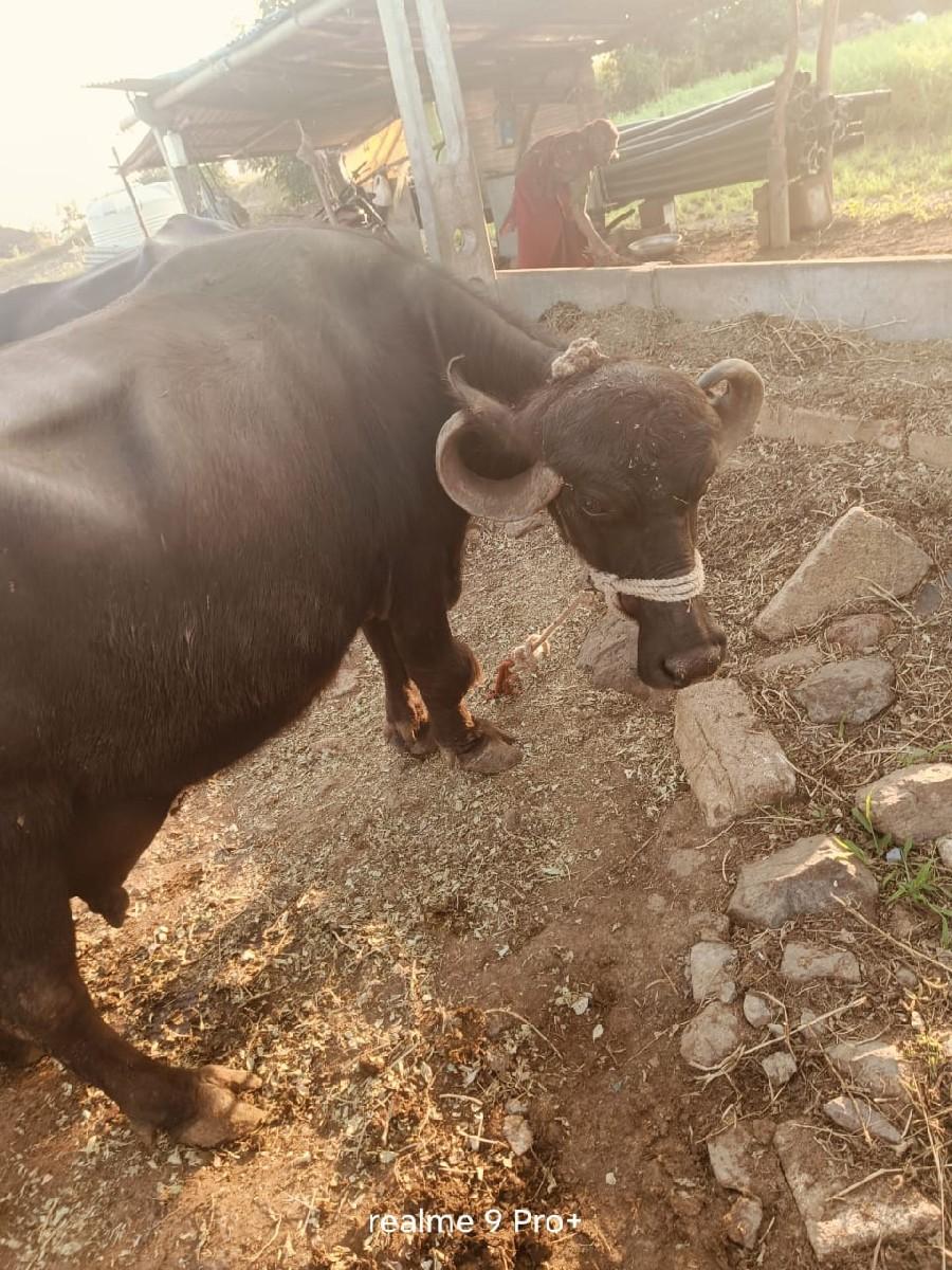 થંબનેલ 2