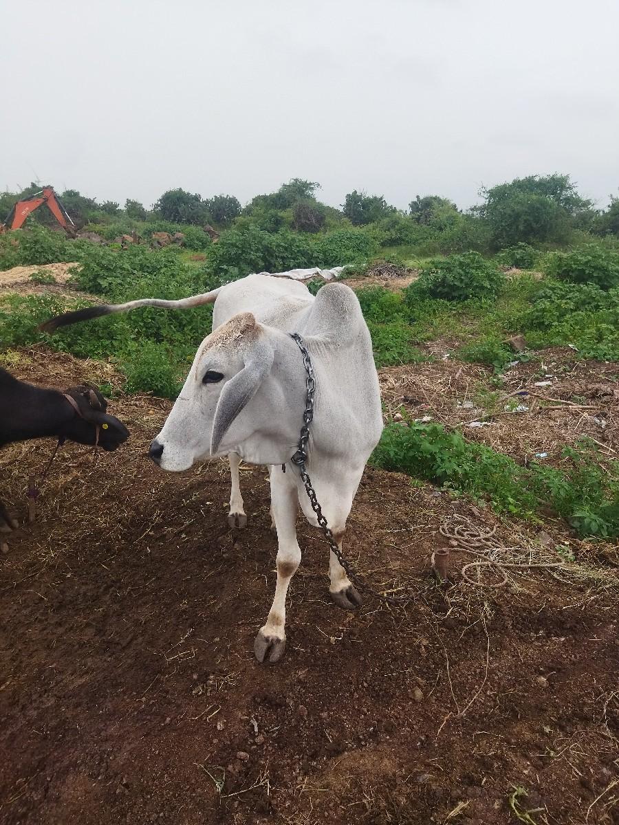 થંબનેલ 2