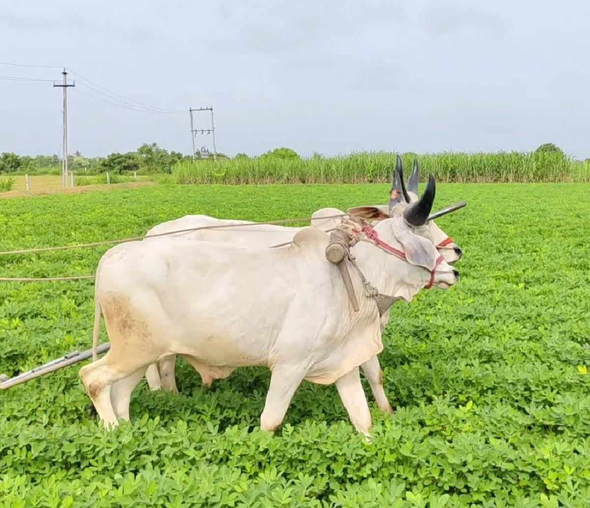 બળદ વેચવાના છે