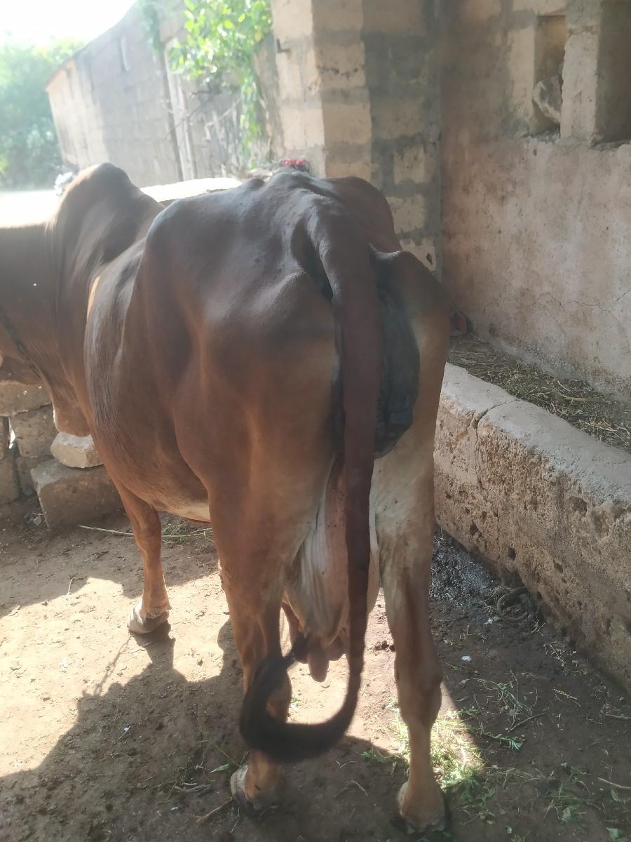 થંબનેલ 2