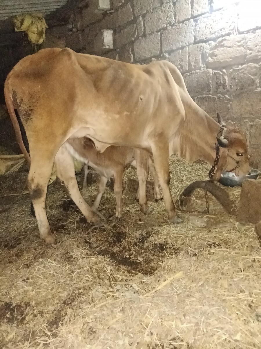 ગાય વેચવાની છે