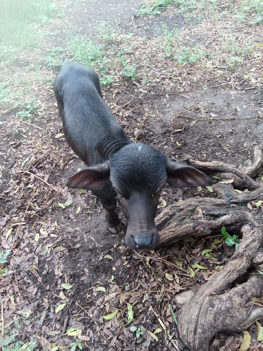 થંબનેલ 3