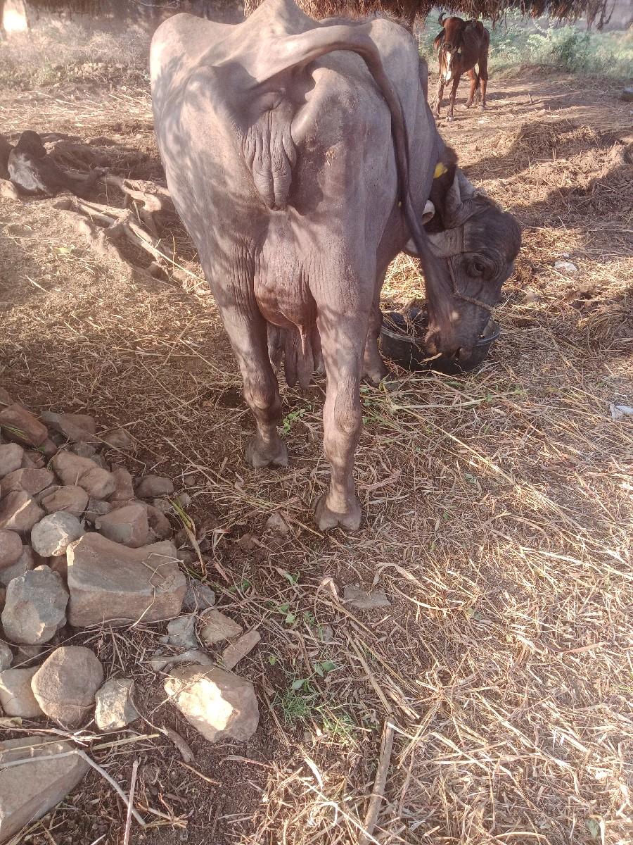 થંબનેલ 3