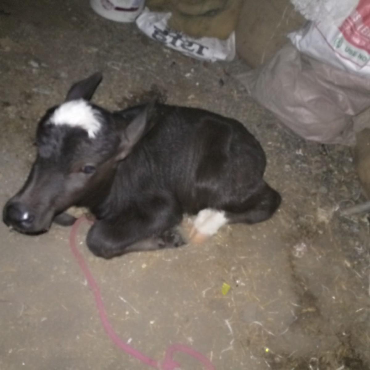 થંબનેલ 2