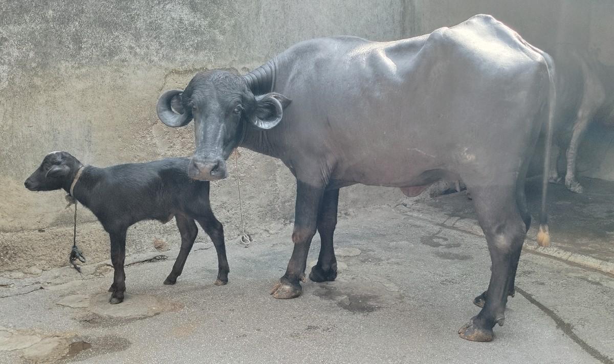 જાફરાબાદી ખડેલી વેચવાની છે.