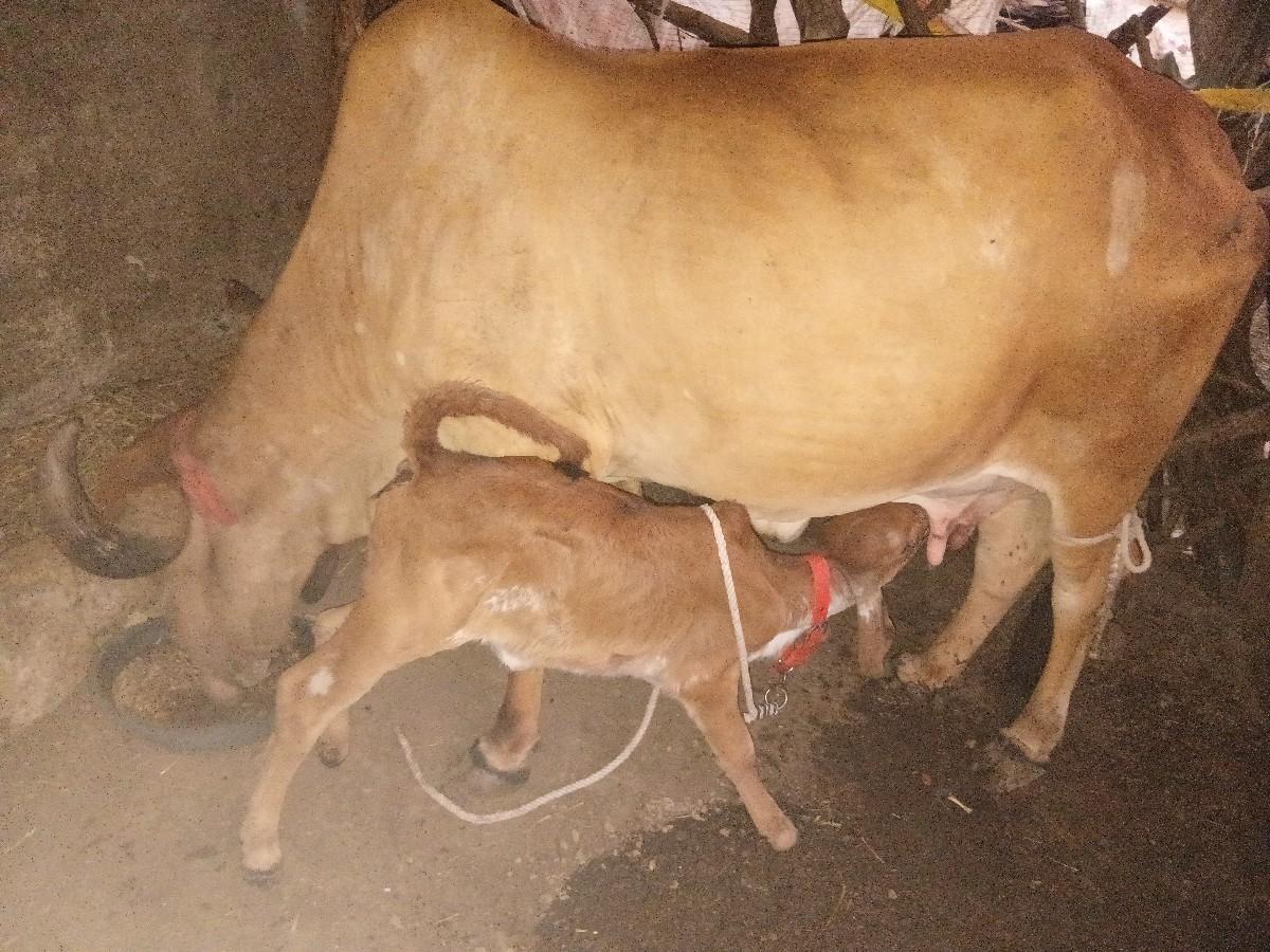 થંબનેલ 3