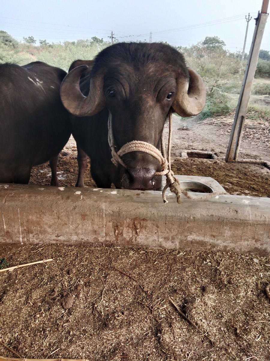 પાડો.વેચાવ