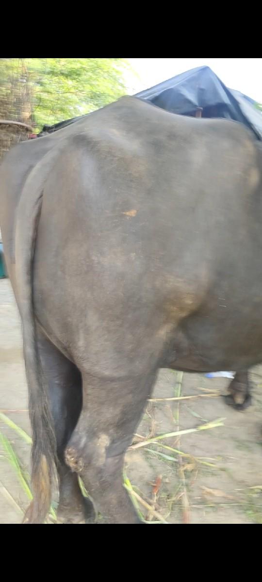 થંબનેલ 3