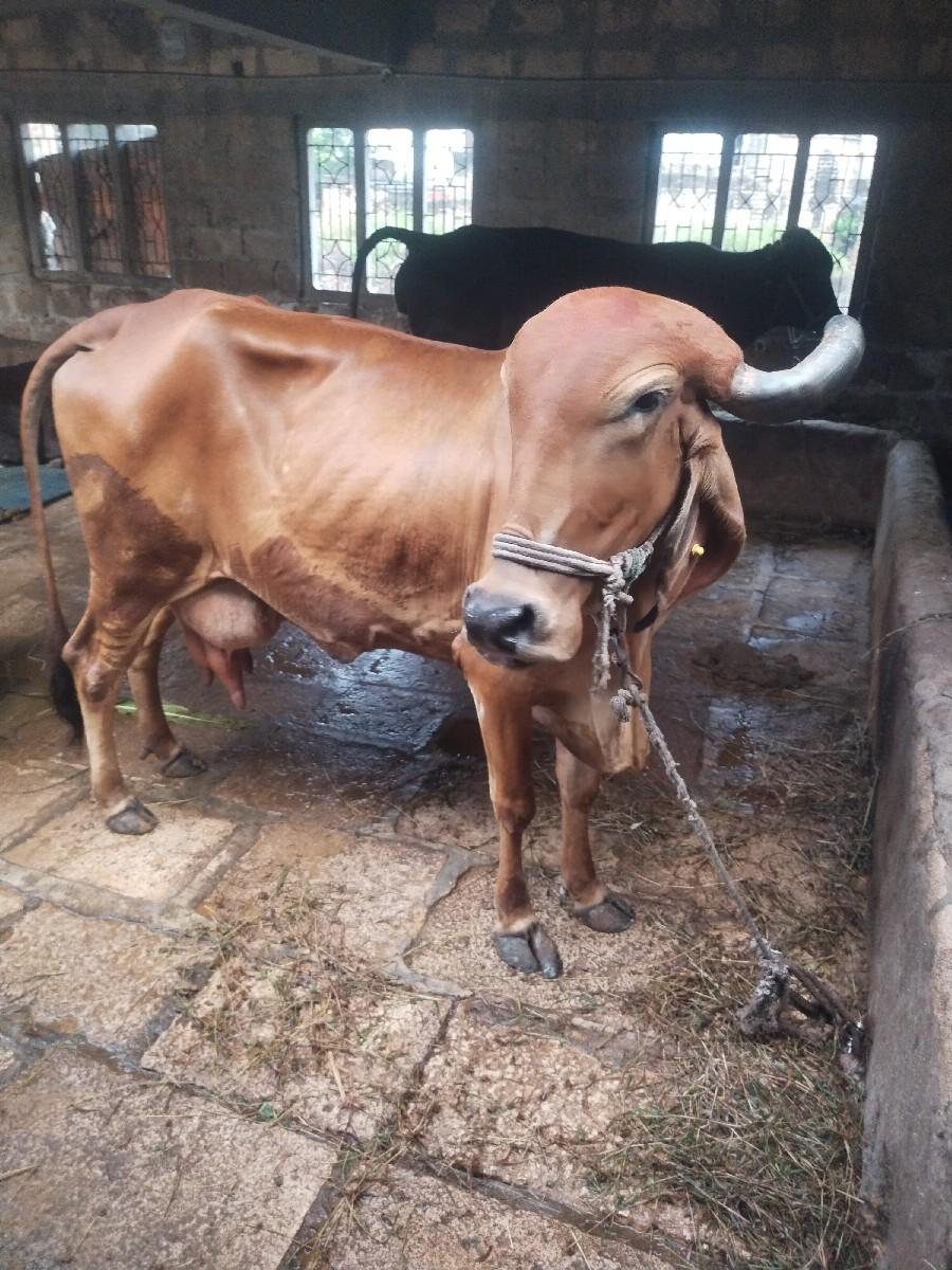 થંબનેલ 2