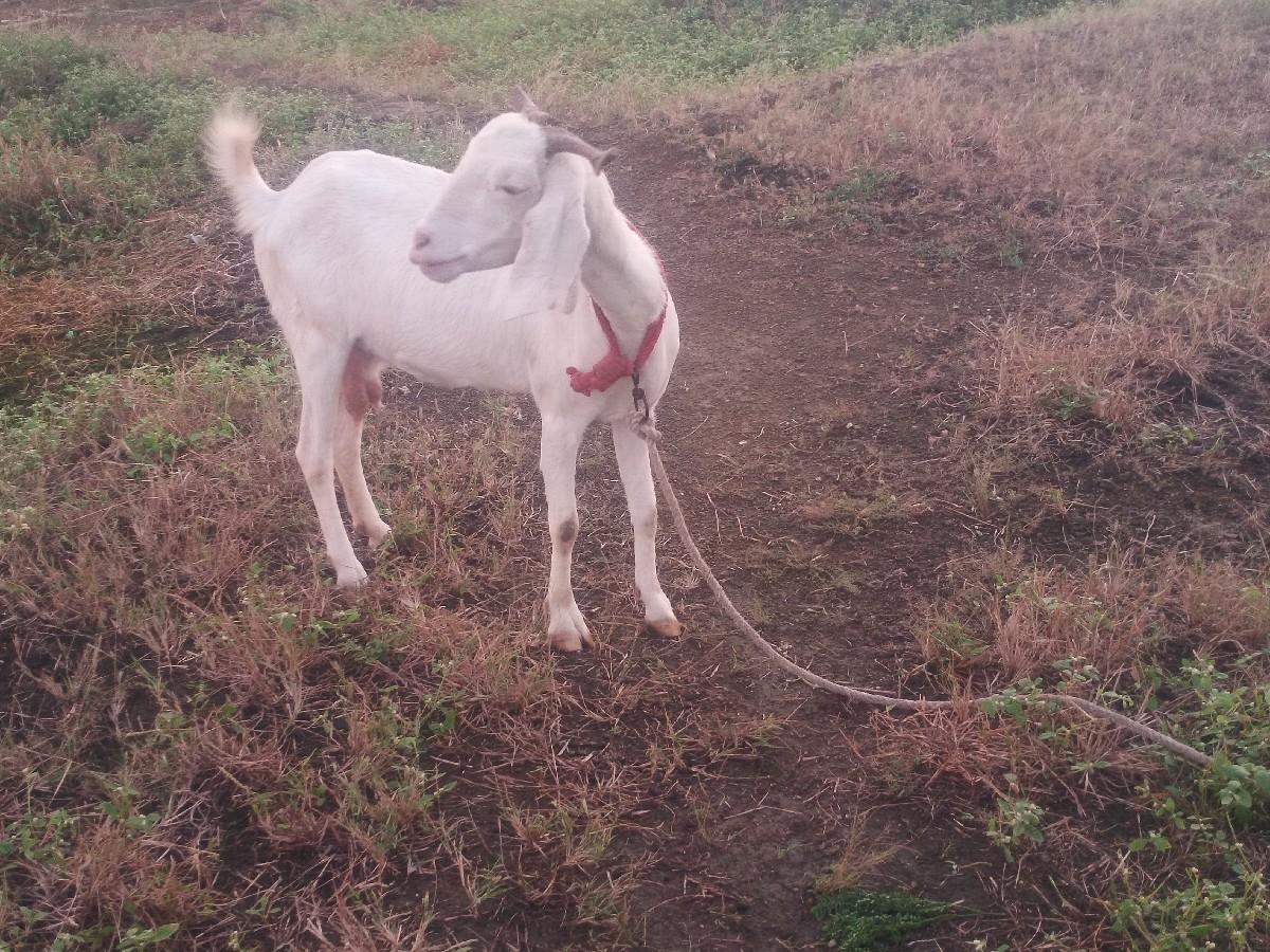 થંબનેલ 2