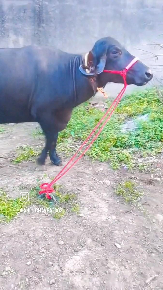 થંબનેલ 2