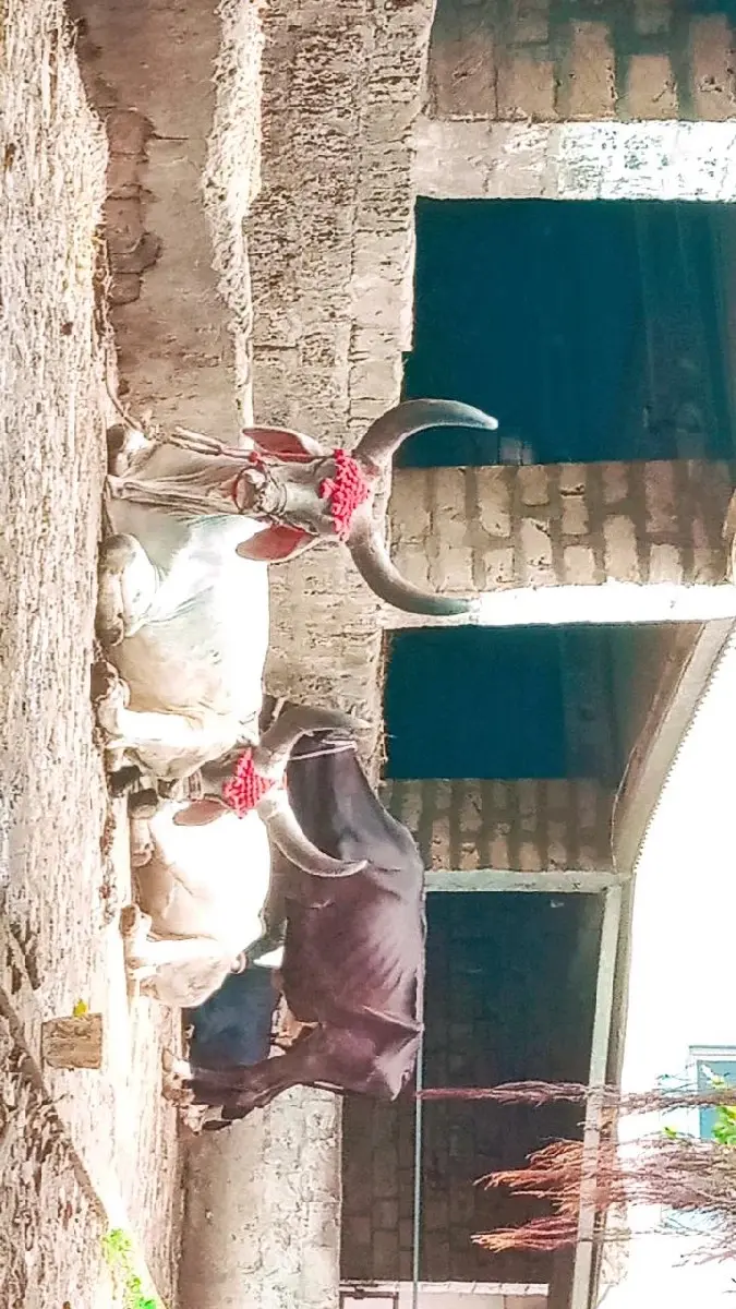 पेलि वावरि करेल छे कपलेट चालु