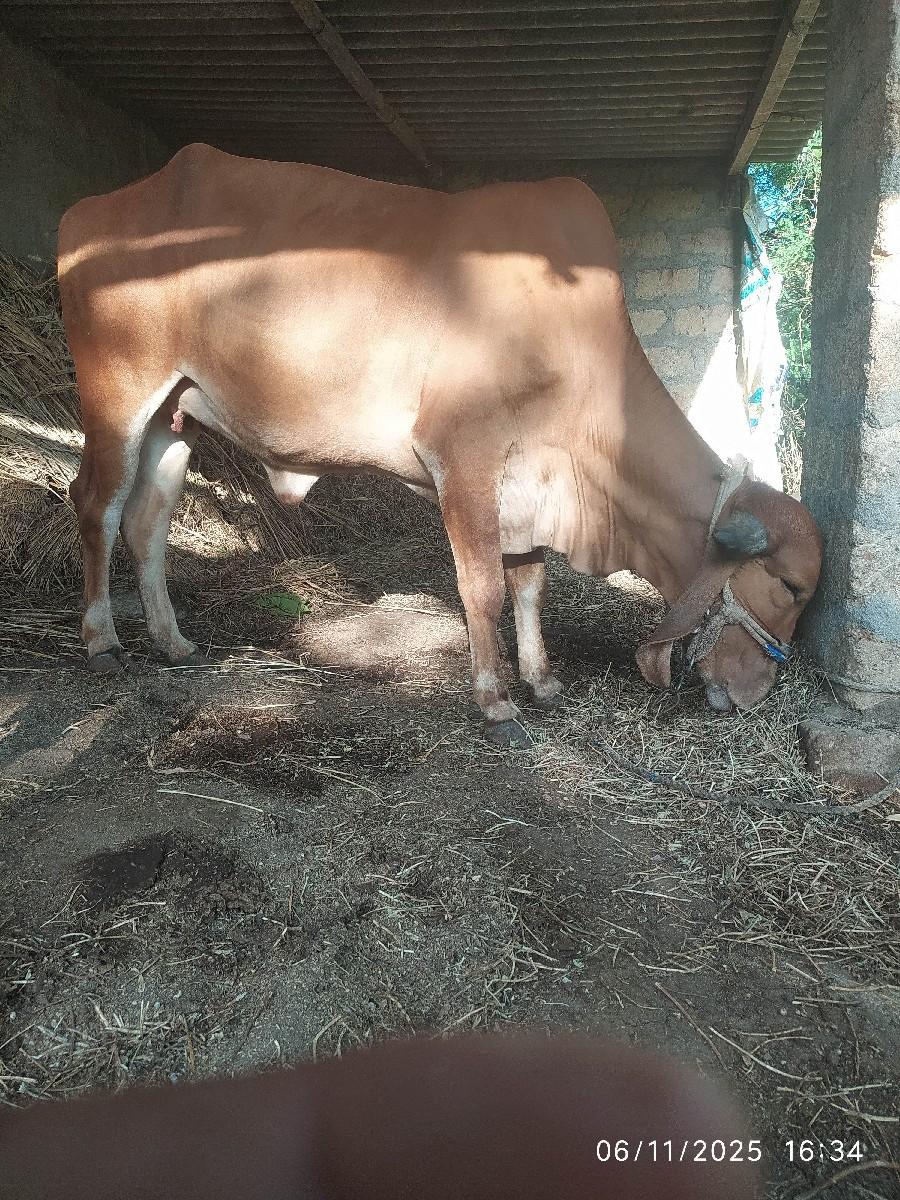 થંબનેલ 3