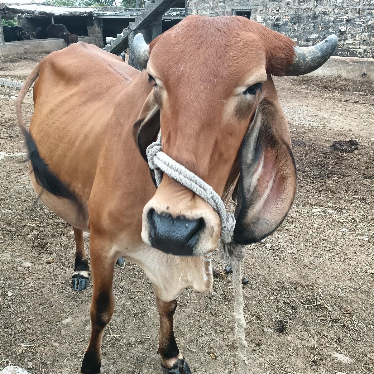 5 આર હોડકિ વેચવાની સે દેશી સે