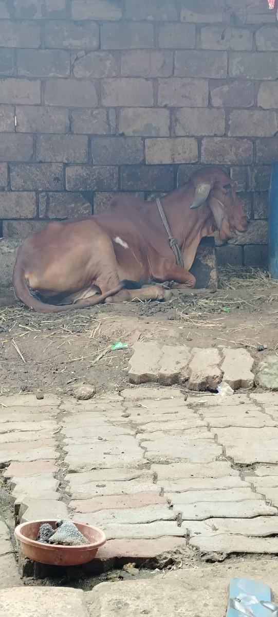 ગીર વાસડી વેચવાની છે