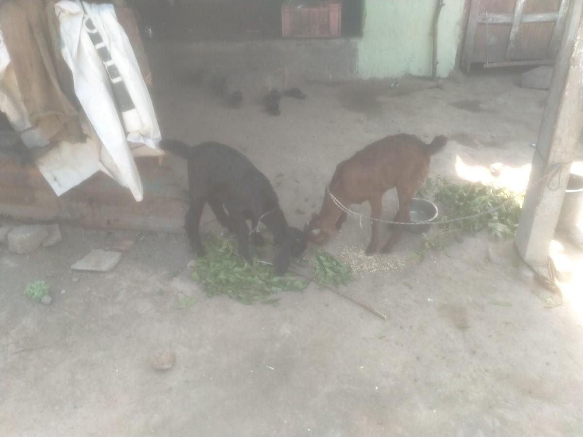 બોકડા બે વેચવાના છે