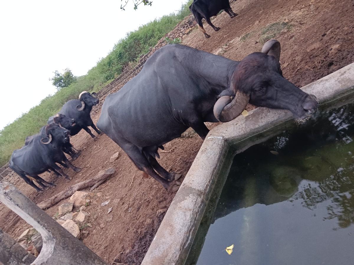 ભેંસ વેસવાની છે