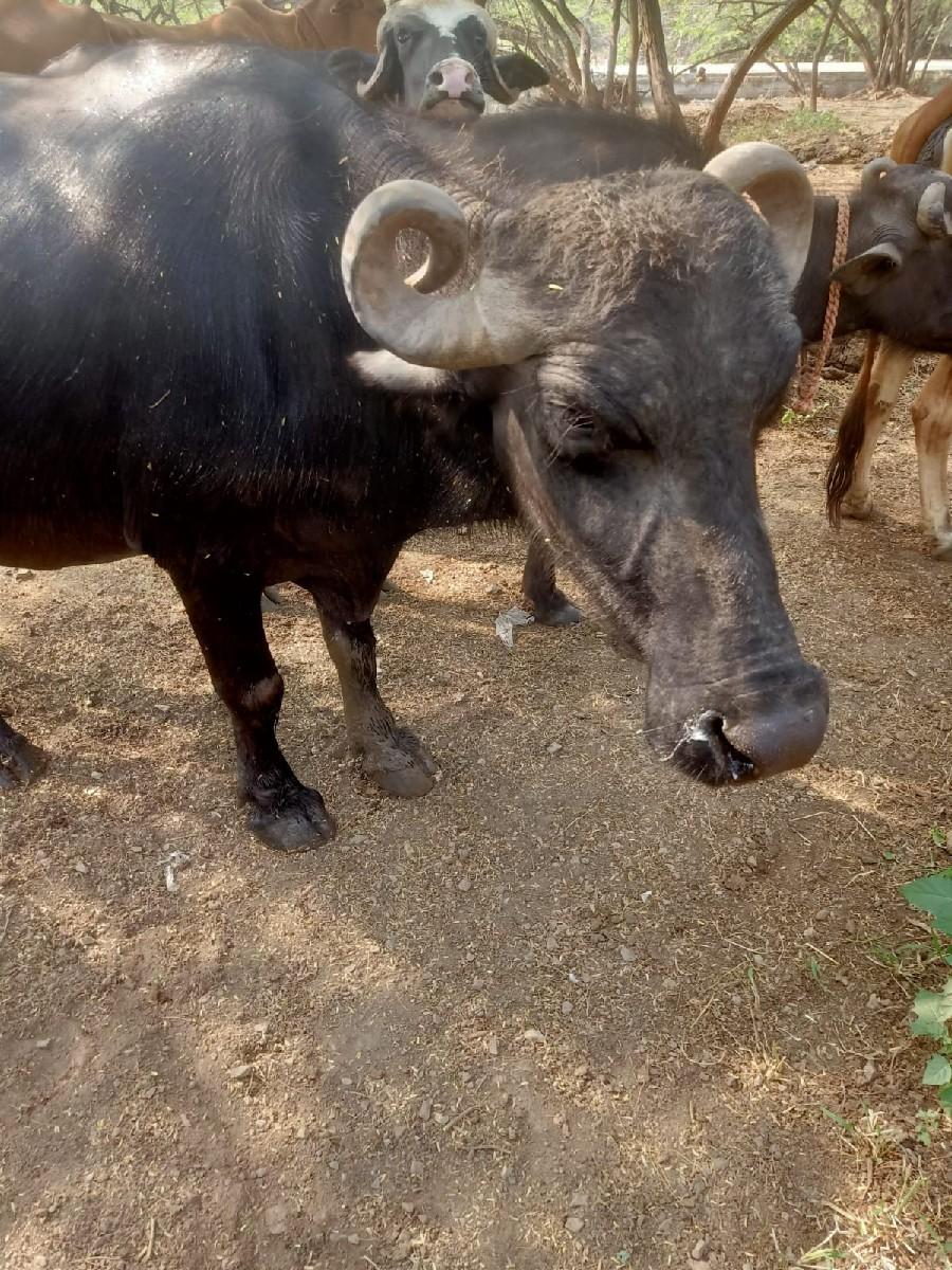 થંબનેલ 2