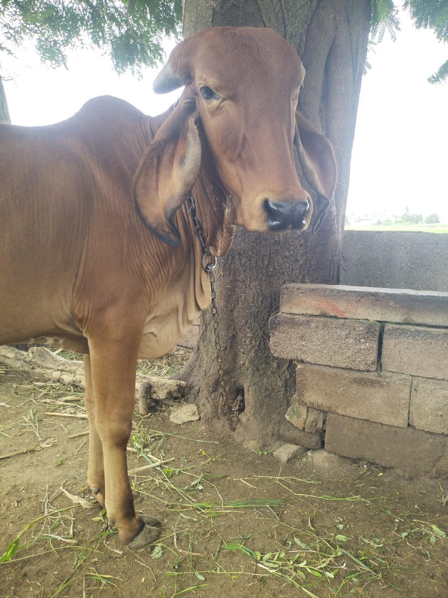 થંબનેલ 3