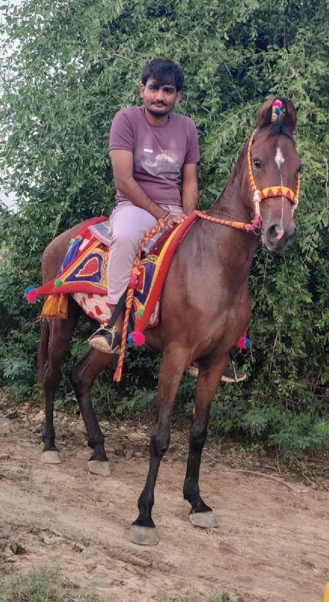વેચવાની છે ઘોડી