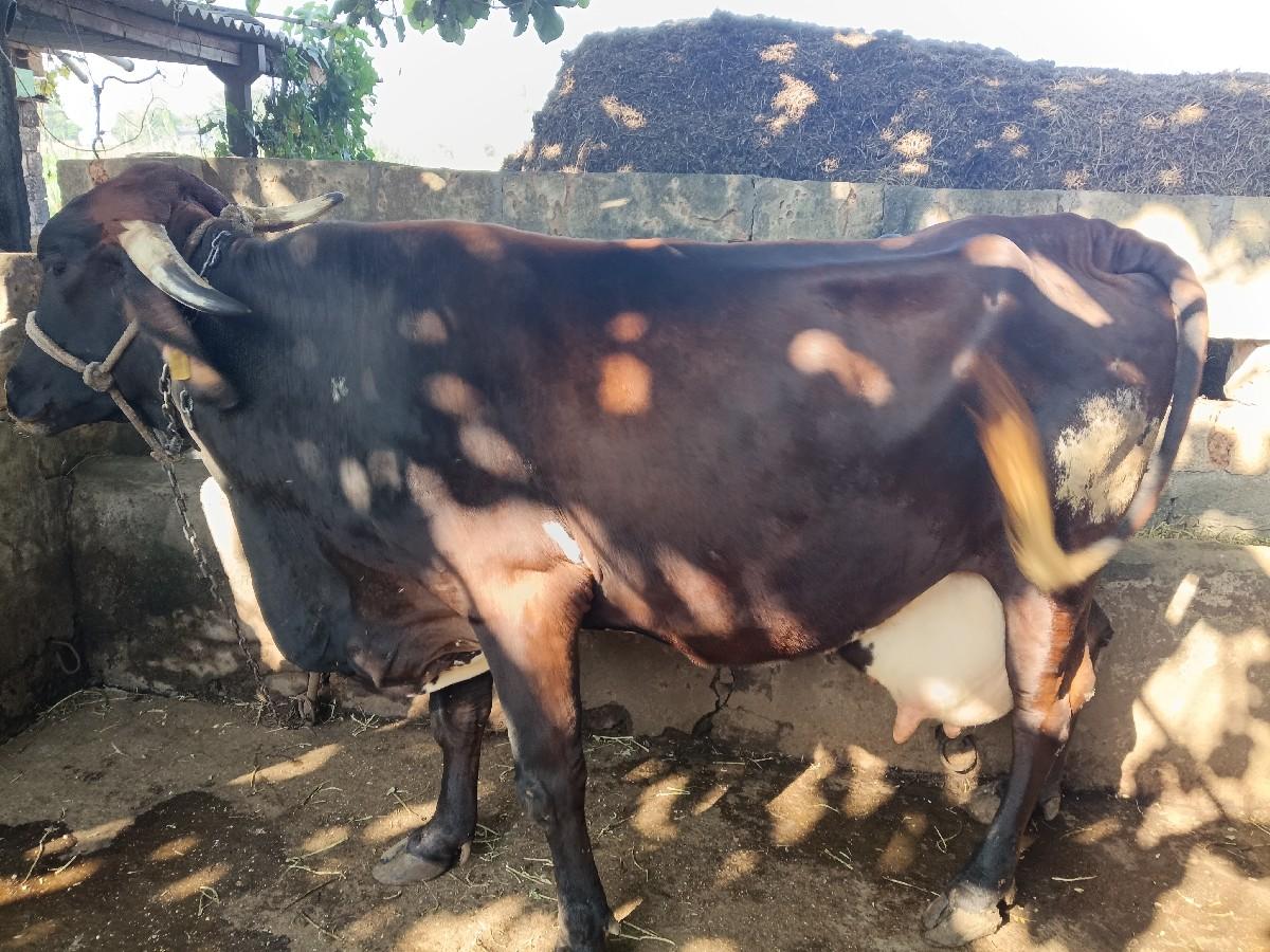 ગાય વેચવાની છે
