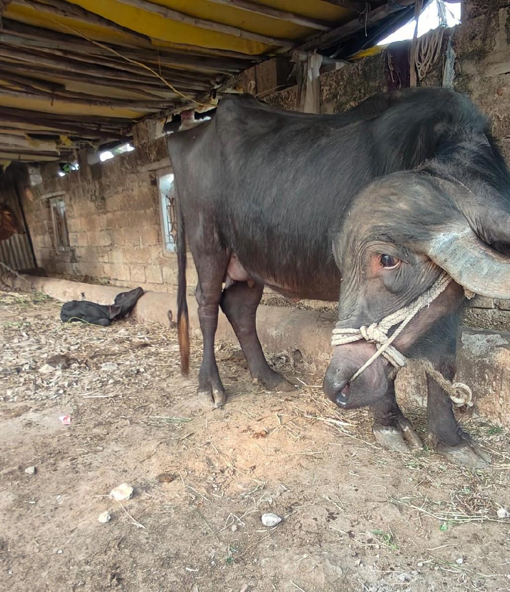 થંબનેલ 2