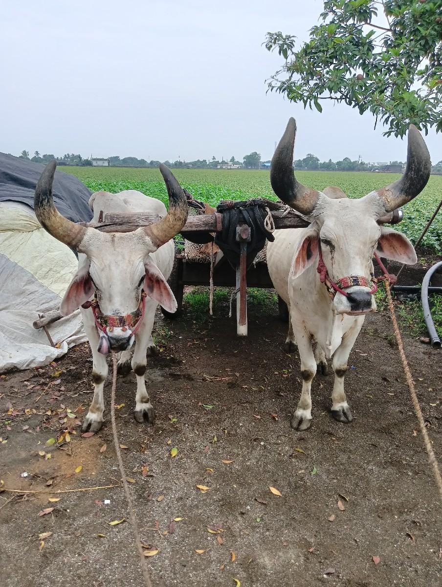 થંબનેલ 3