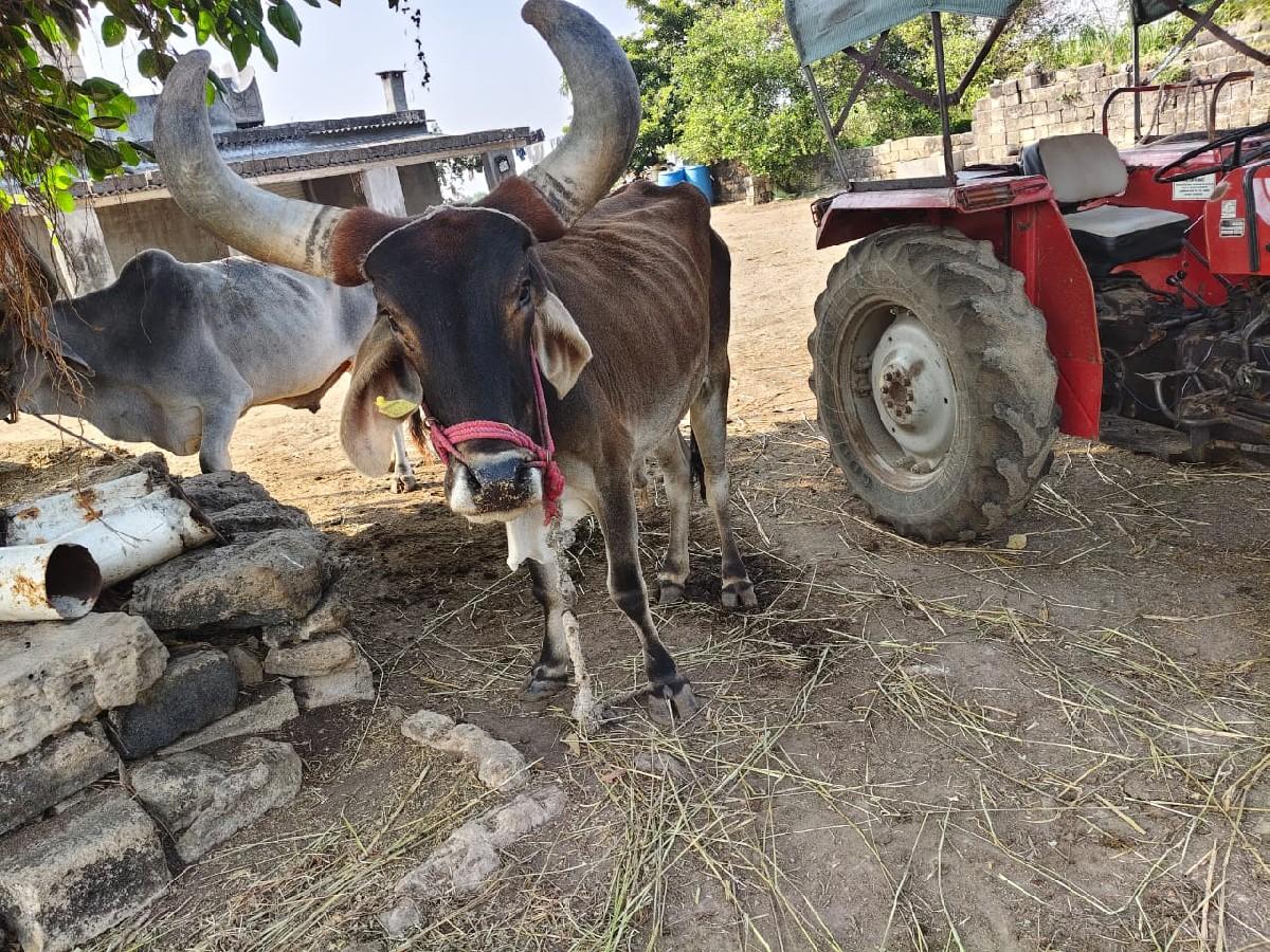 બળદ ની જોડ