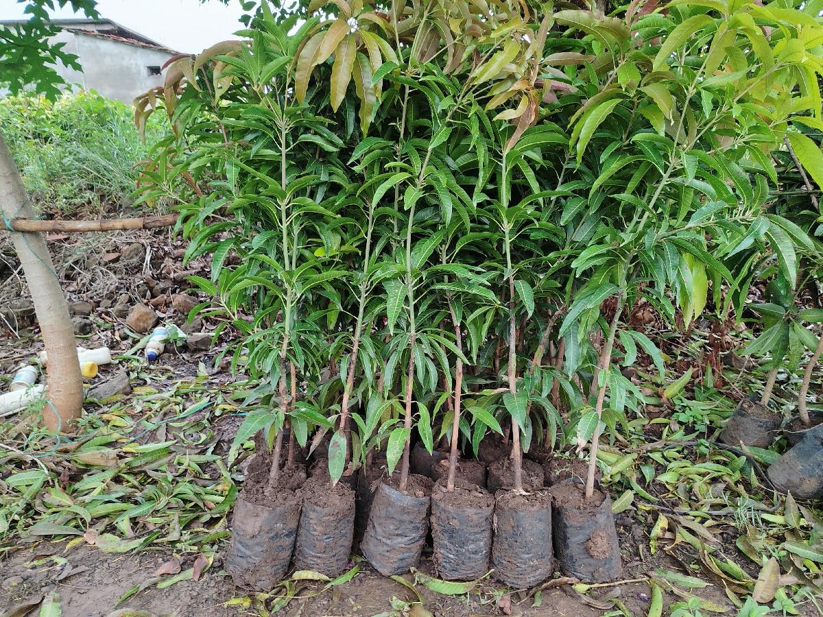 chamuda nursery