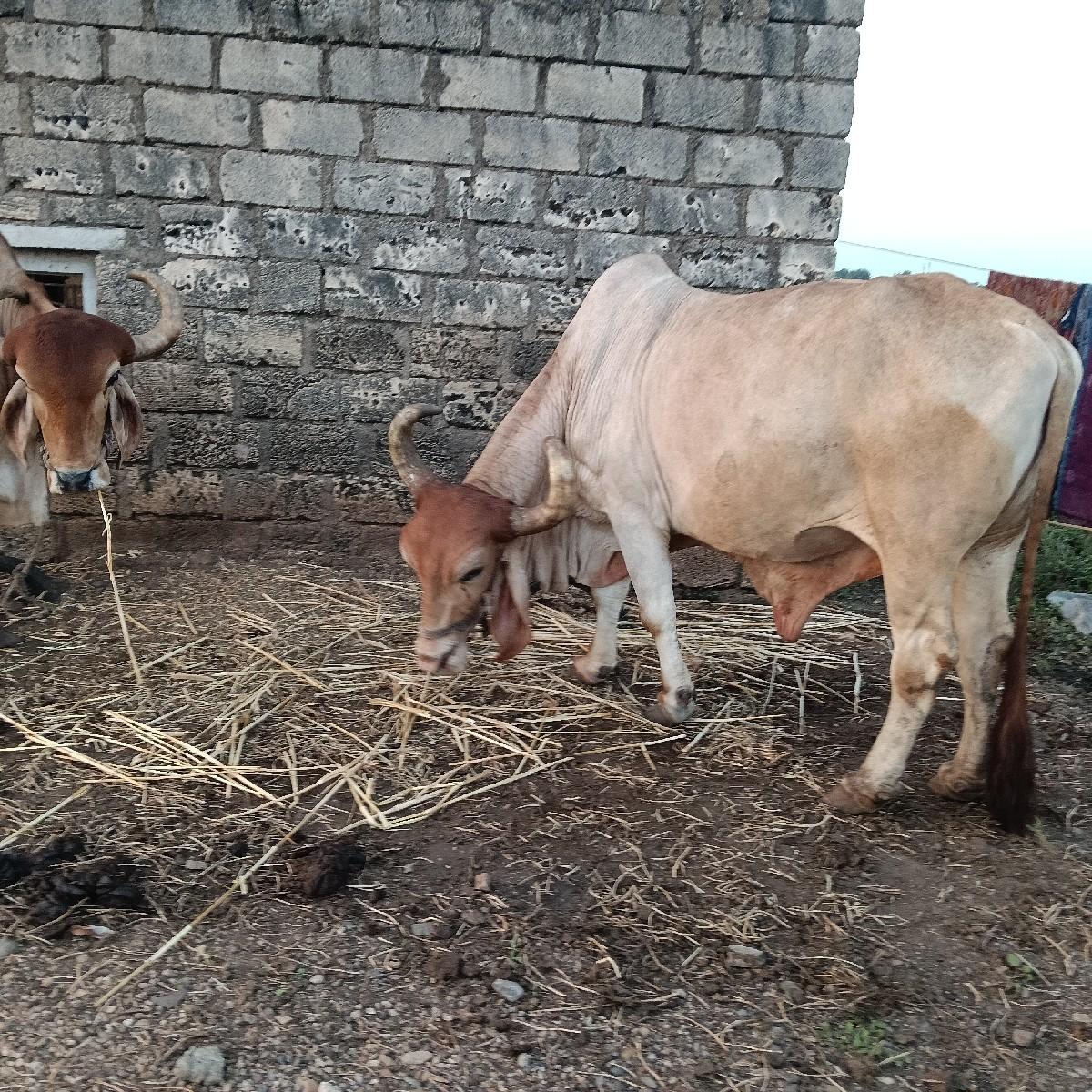 થંબનેલ 3