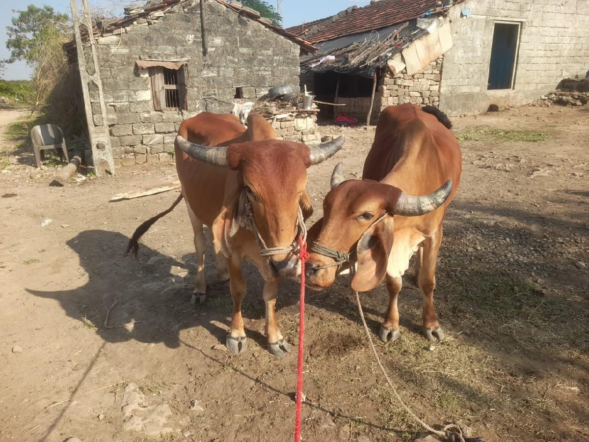 થંબનેલ 3