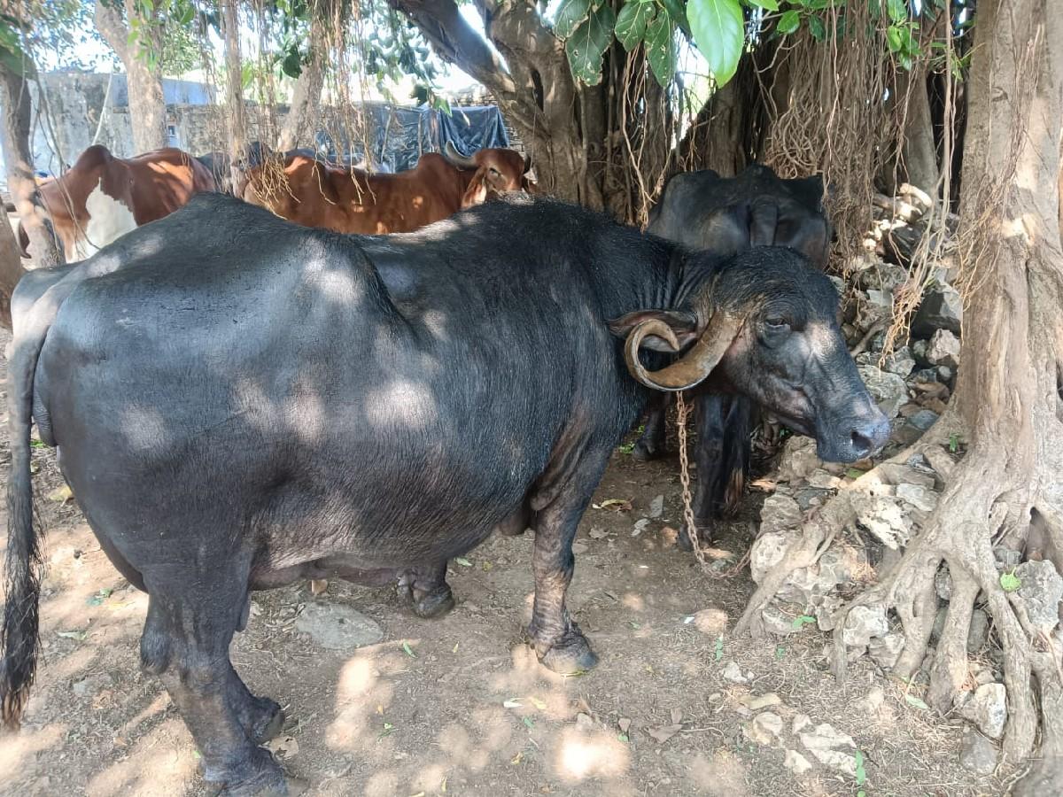 થંબનેલ 2