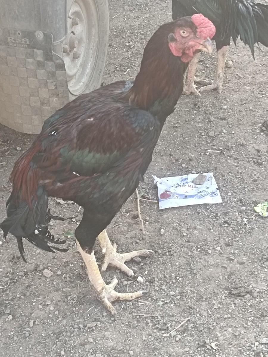 ગીફોર અસીલ