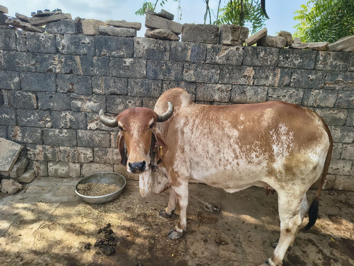 ગાઈ વેચવાની છે